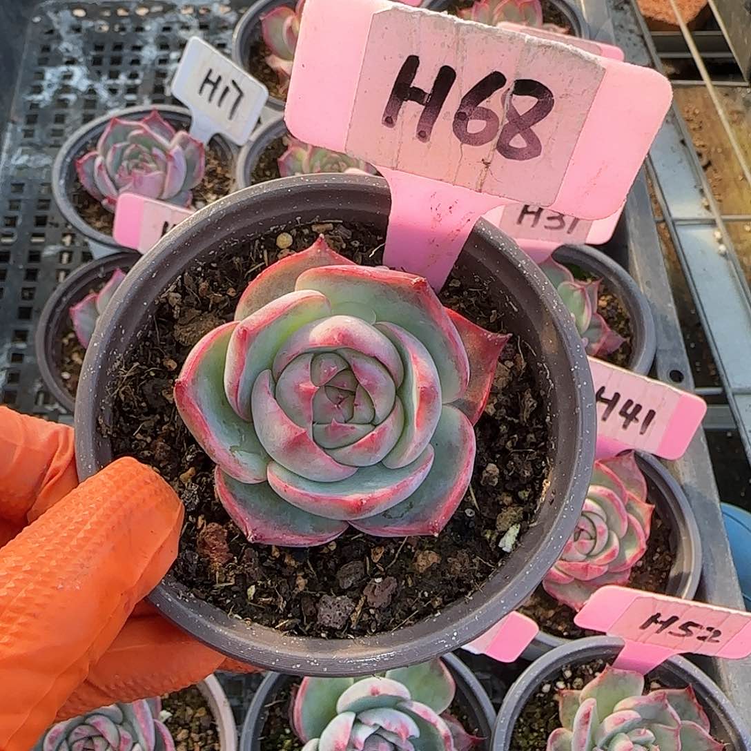 ?**呀H68惊鸿单头多肉