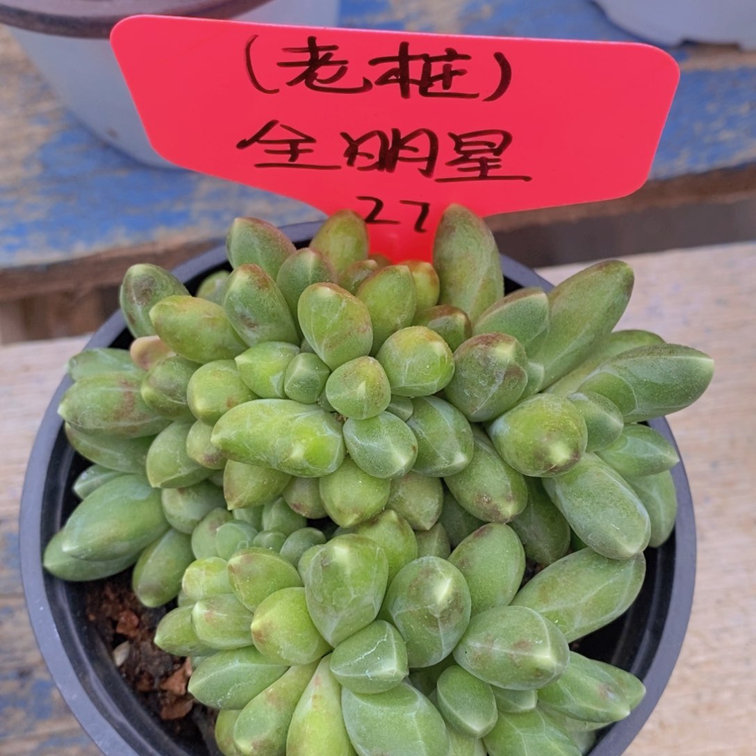 开心多肉，一物一拍，3单包邮