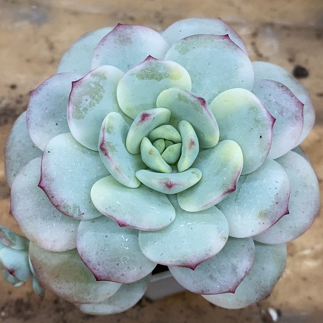 86哈哈哈哈哈哈哈