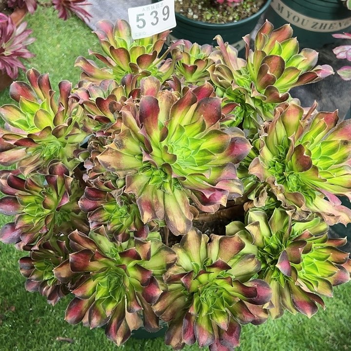 539韶华多肉植物