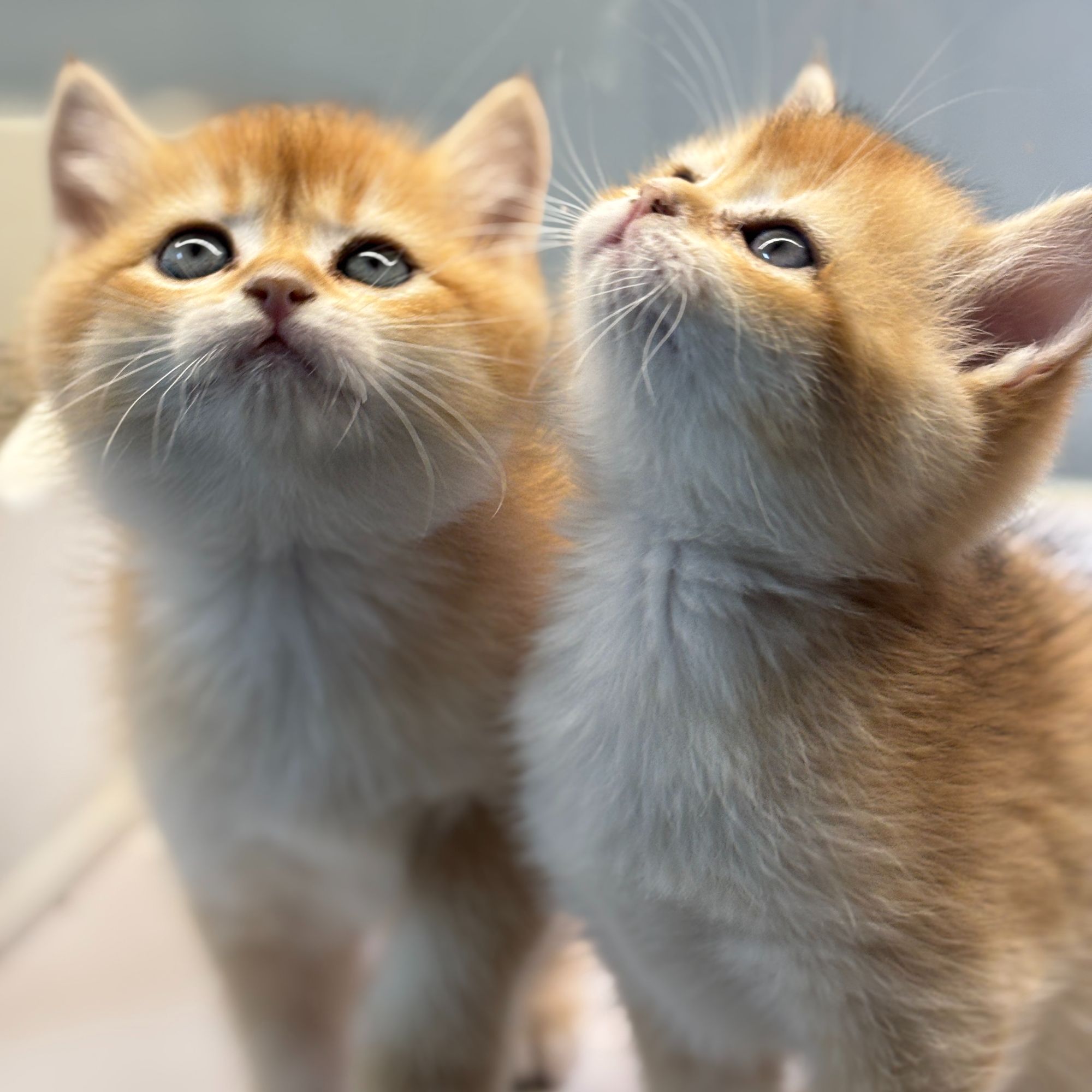 （王子家的猫）T猫咪活体