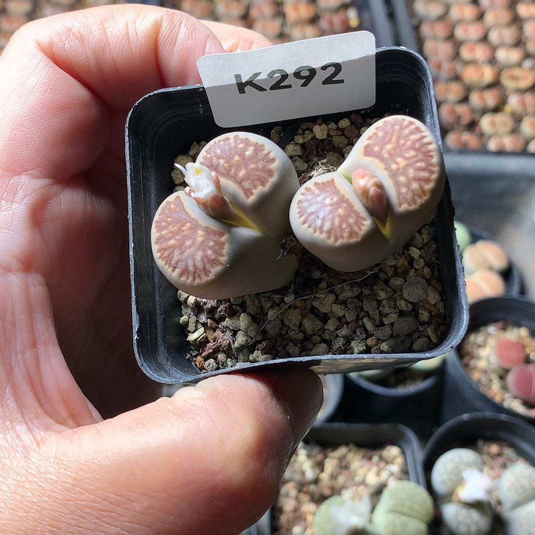 K292多肉植物保护