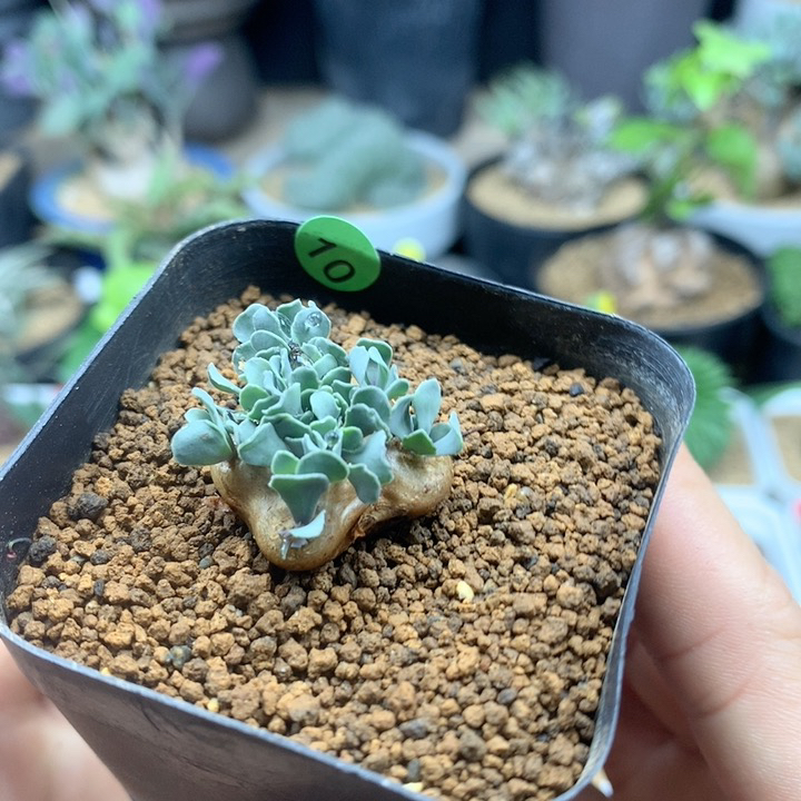 格加厚敦菊带盆多肉