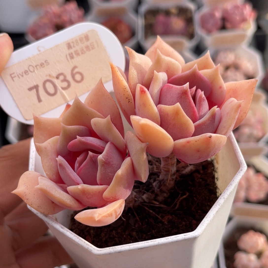 粉蝶7036-7.0厘米