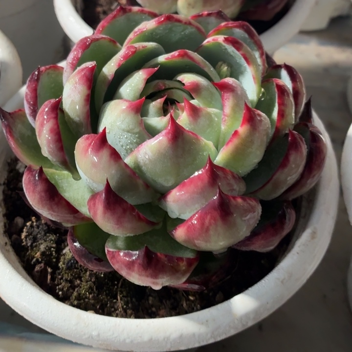 多肉植物惊鸿福利