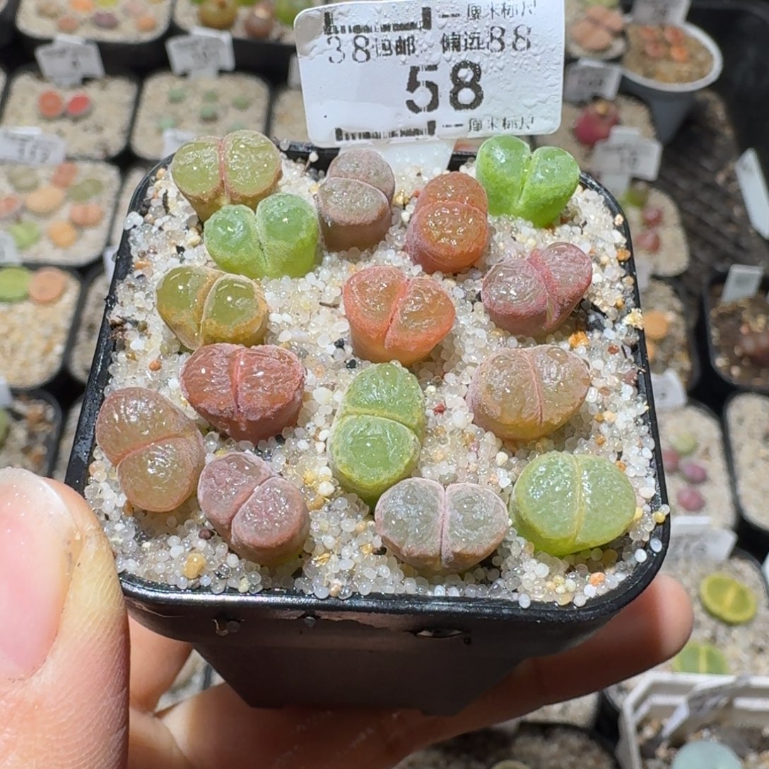 Sss精品清仓款58彩风铃