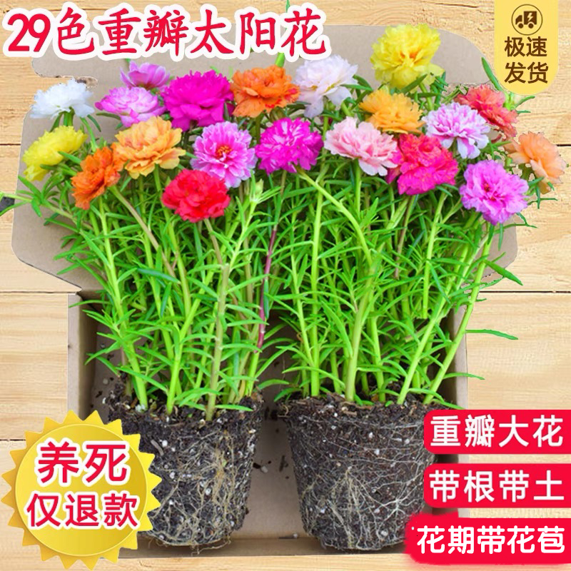 重瓣太阳花苗盆栽带花苞大花混色茶花带根四季开花植物阳台庭院