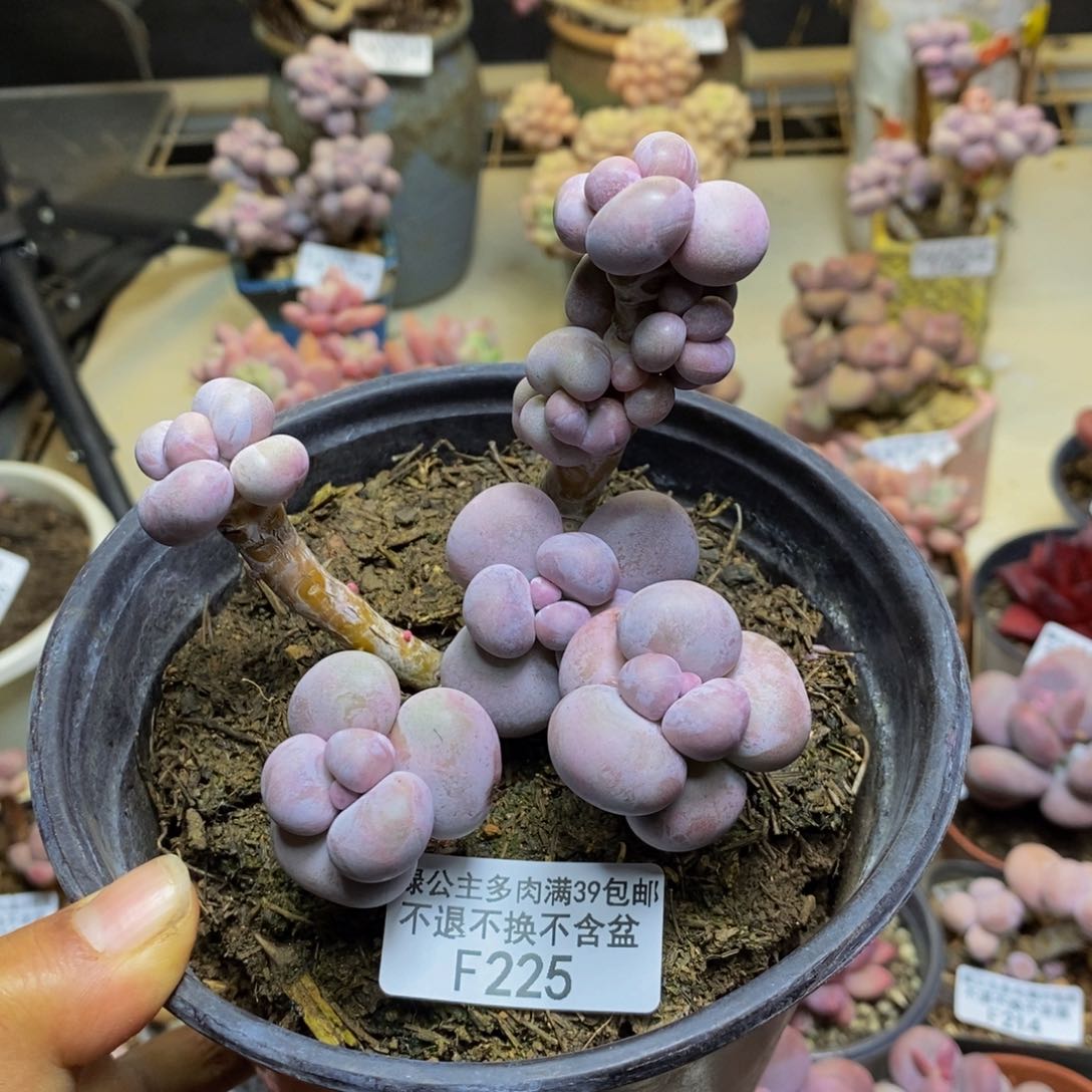 225芭比奶多肉8c m