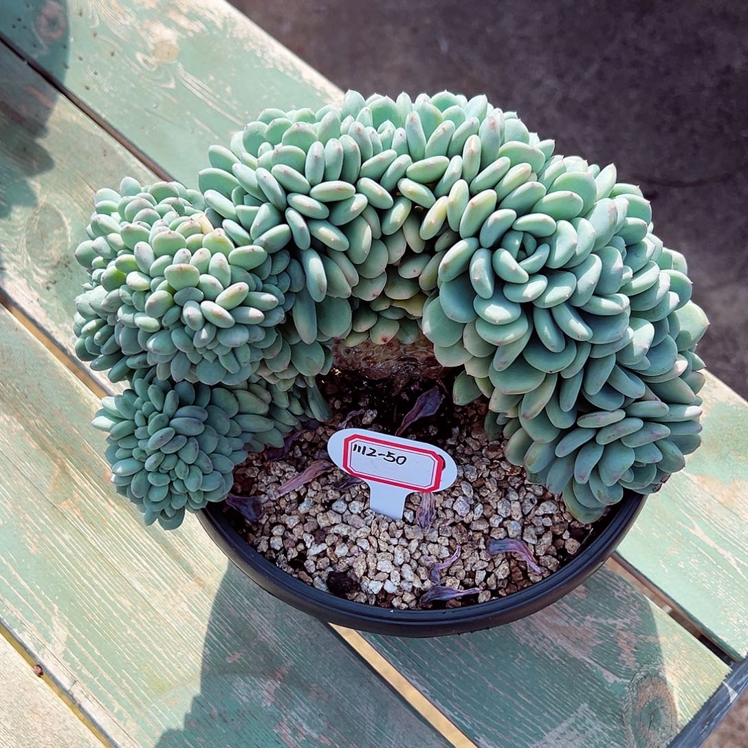 1112-50香香雪缀化