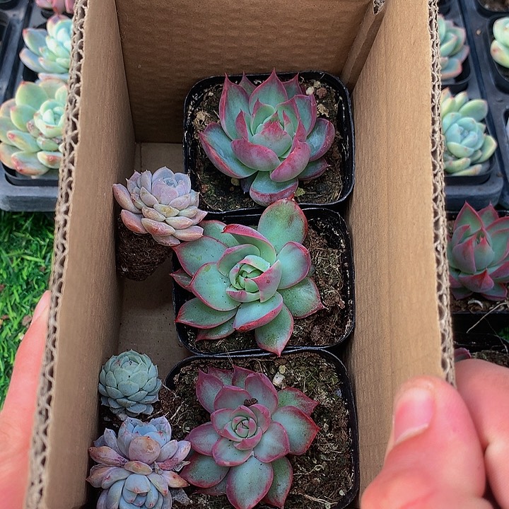 A176惊鸿仙子多肉