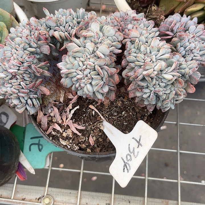 两单包邮，一物一拍304玛瑙缀