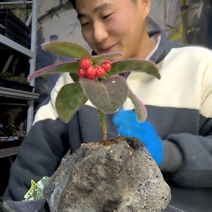 王***宝中青园艺一物一拍花193
