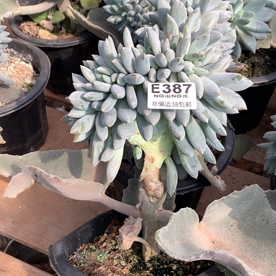 胖哥特缀化 387 退款拉黑 需延迟发货