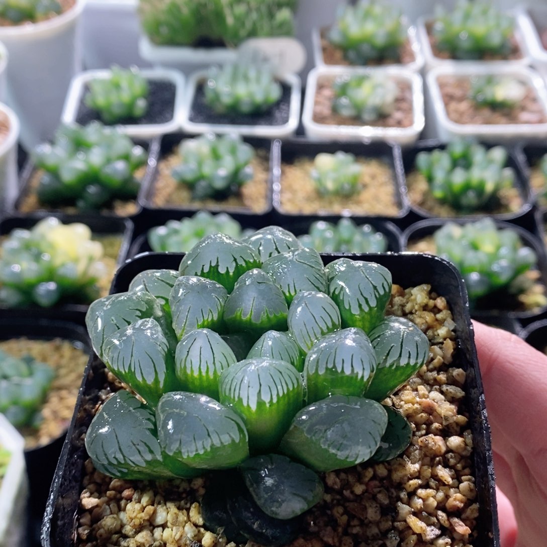 实生玉露母本玉露多肉