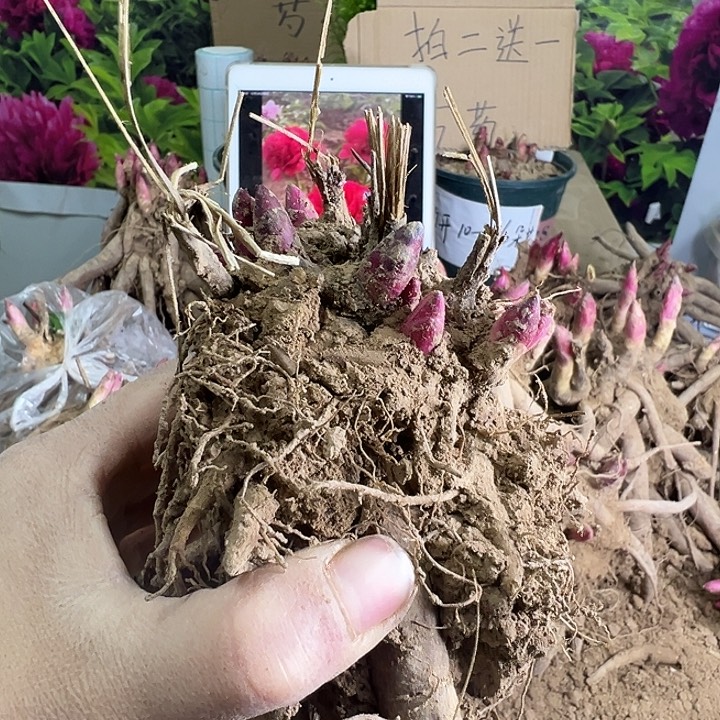 完全开放条纹糖果