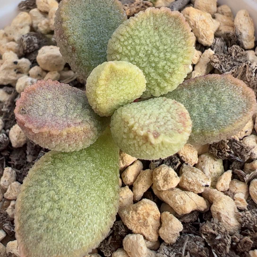 实生新品多肉植物水泡