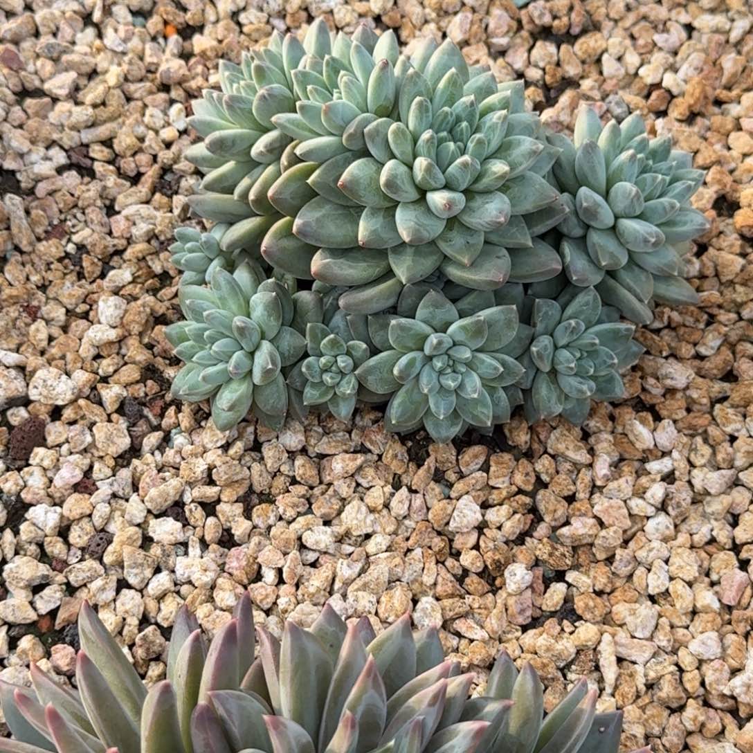 知***乐暗纹杂交精品老桩