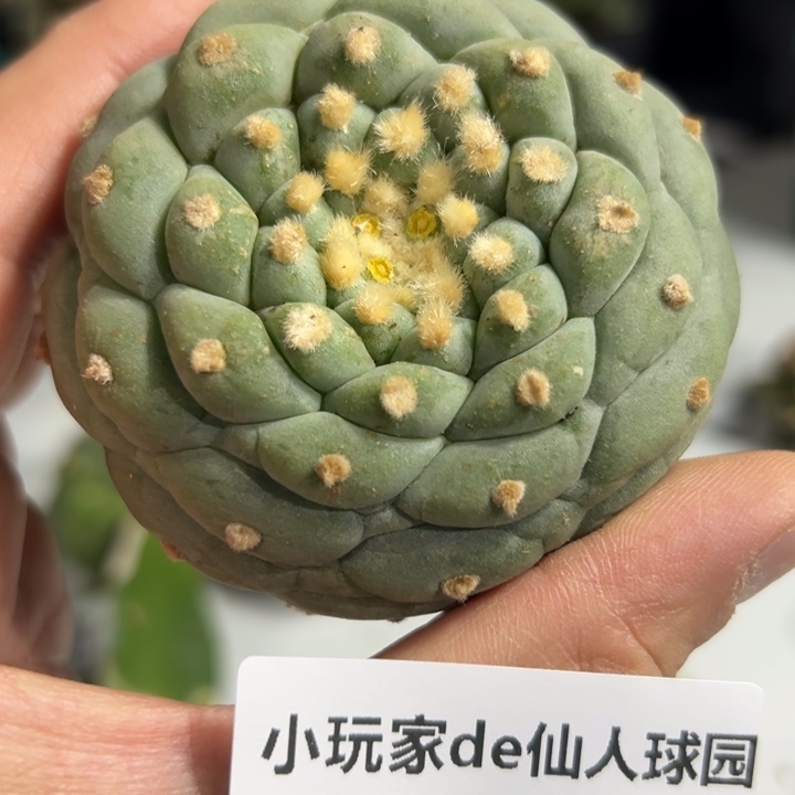 512明天可以发货