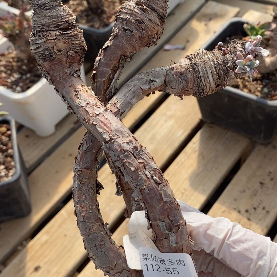 55号苹果叶瑕疵瑕疵