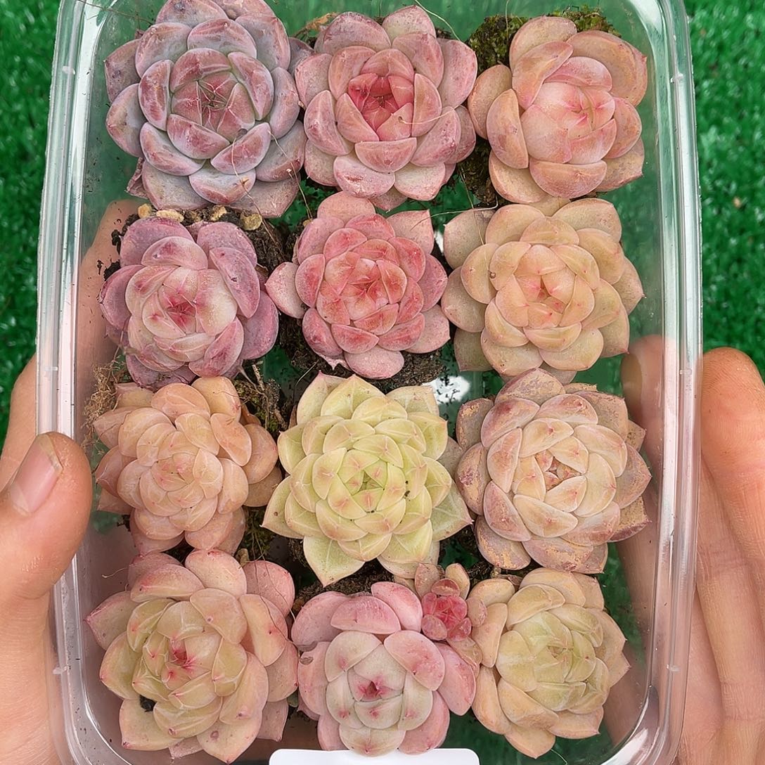 多肉一物一拍26-80