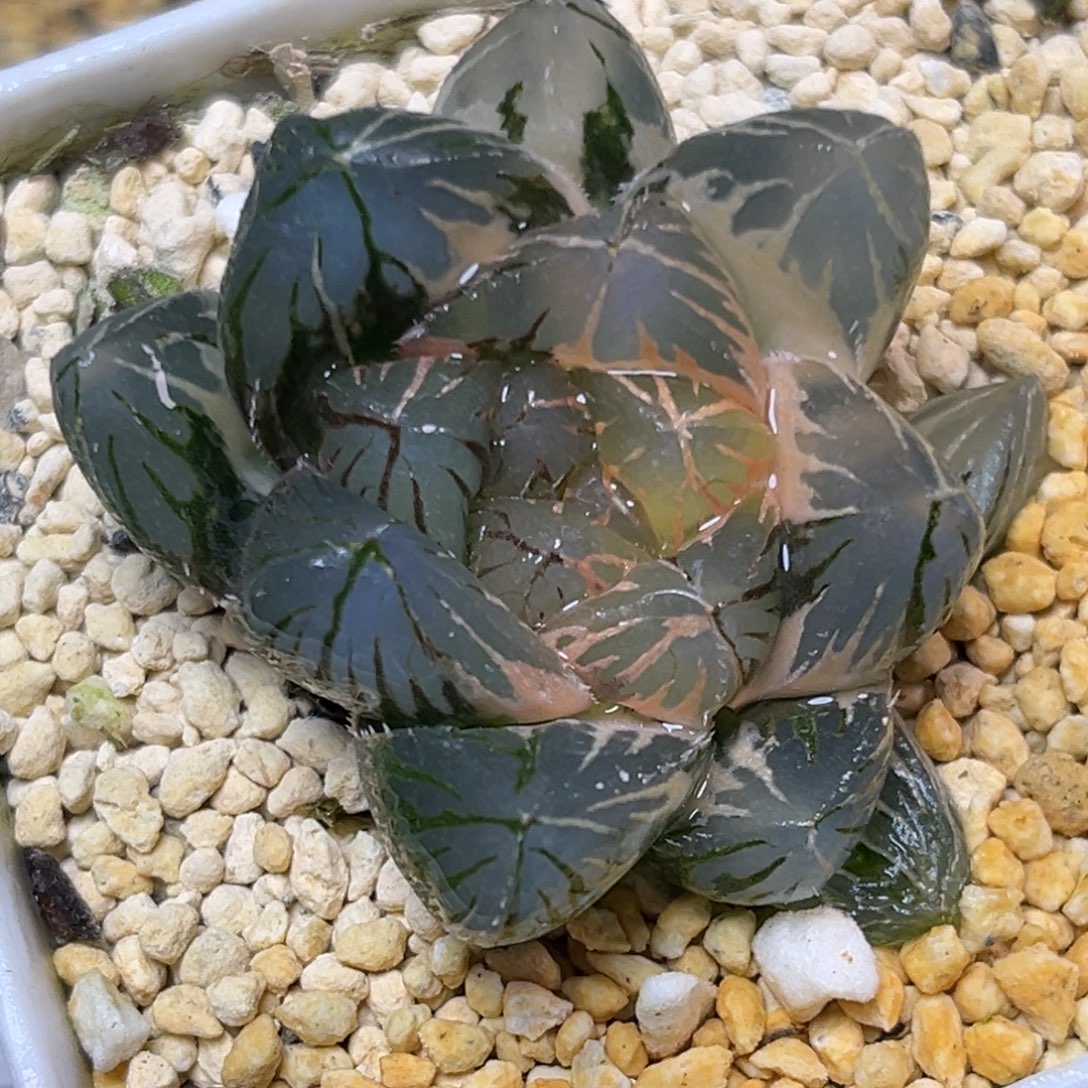 十二卷多肉植物2002om