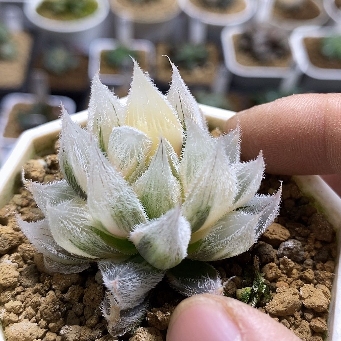 214毛玉露锦gm292