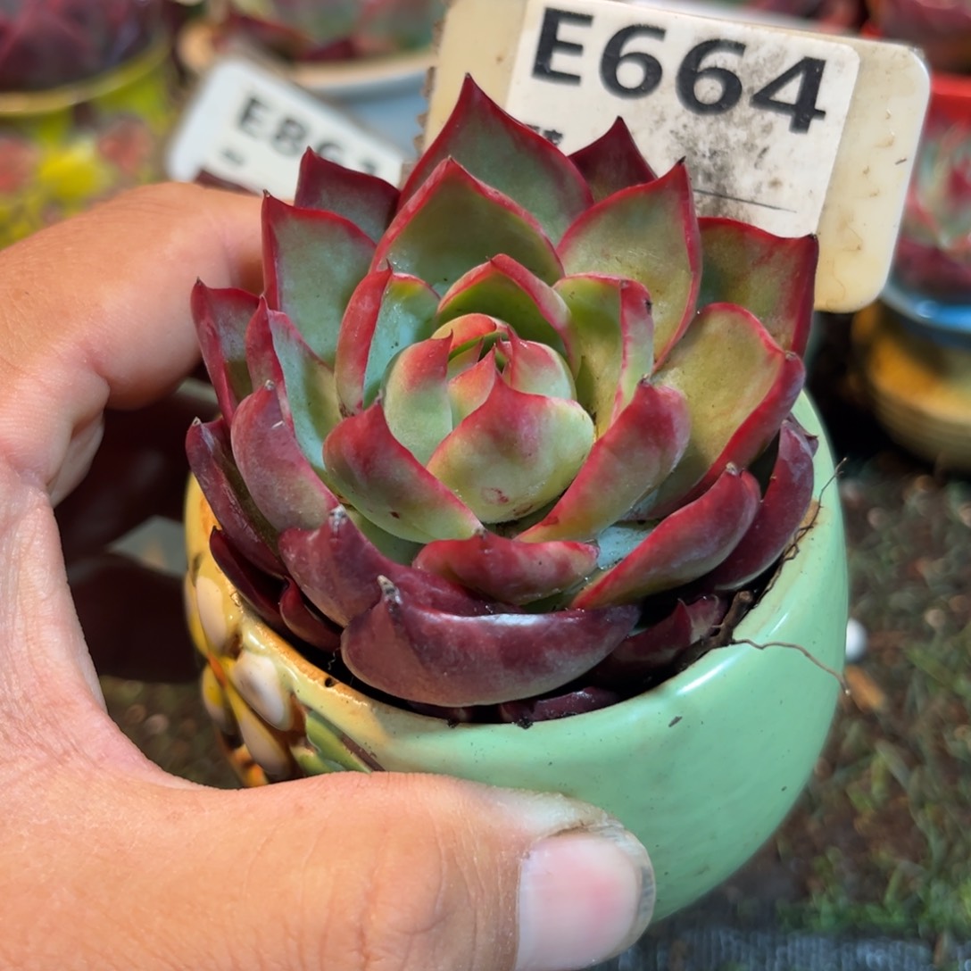 惊鸿一瞥664号多肉