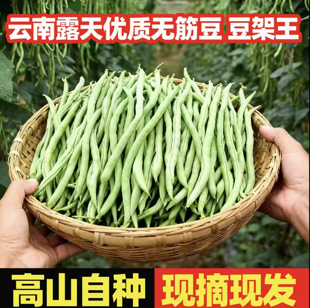 云南四季豆新鲜现摘现发农家种植应季露天高原蔬菜豆角无筋豆ZZ