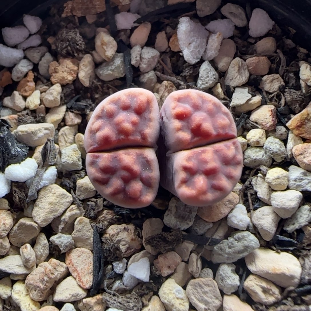 832双头阿克清框福利30包邮