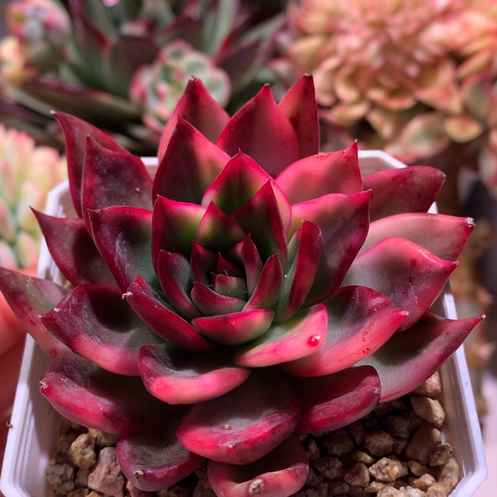 紫丽娜锦锦锦锦锦锦