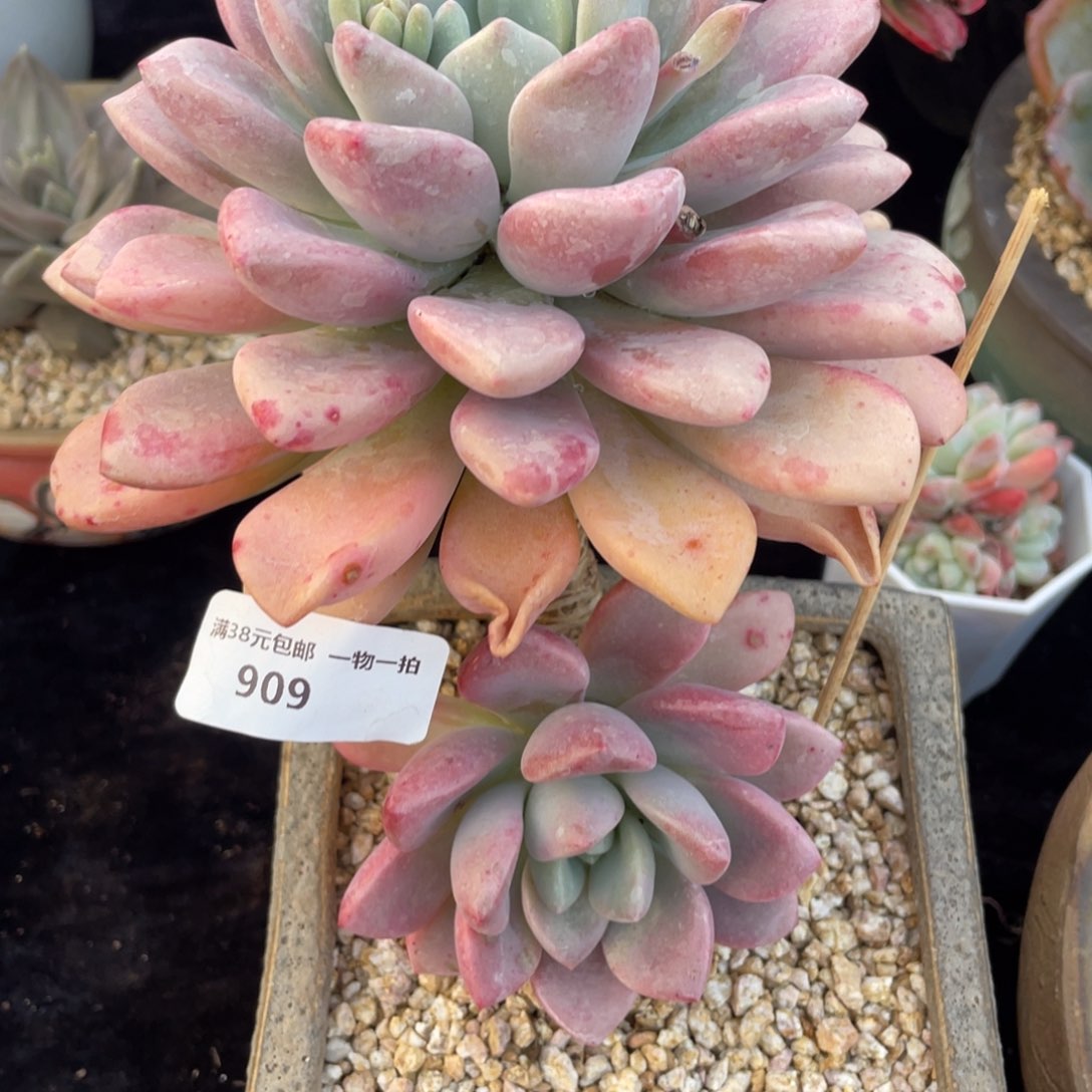 909花斑鹿老桩多肉