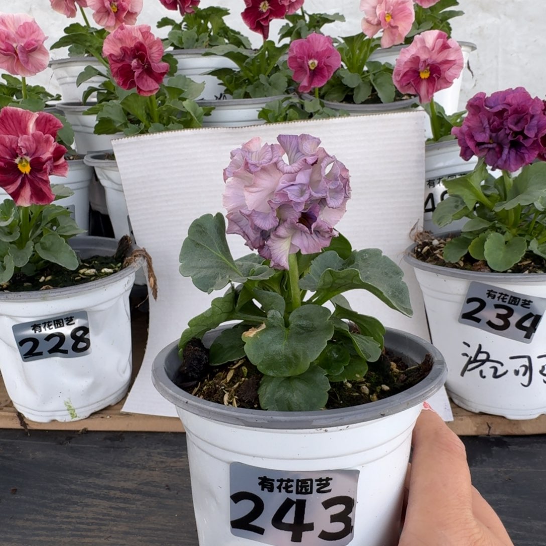 全部花朵243号角堇