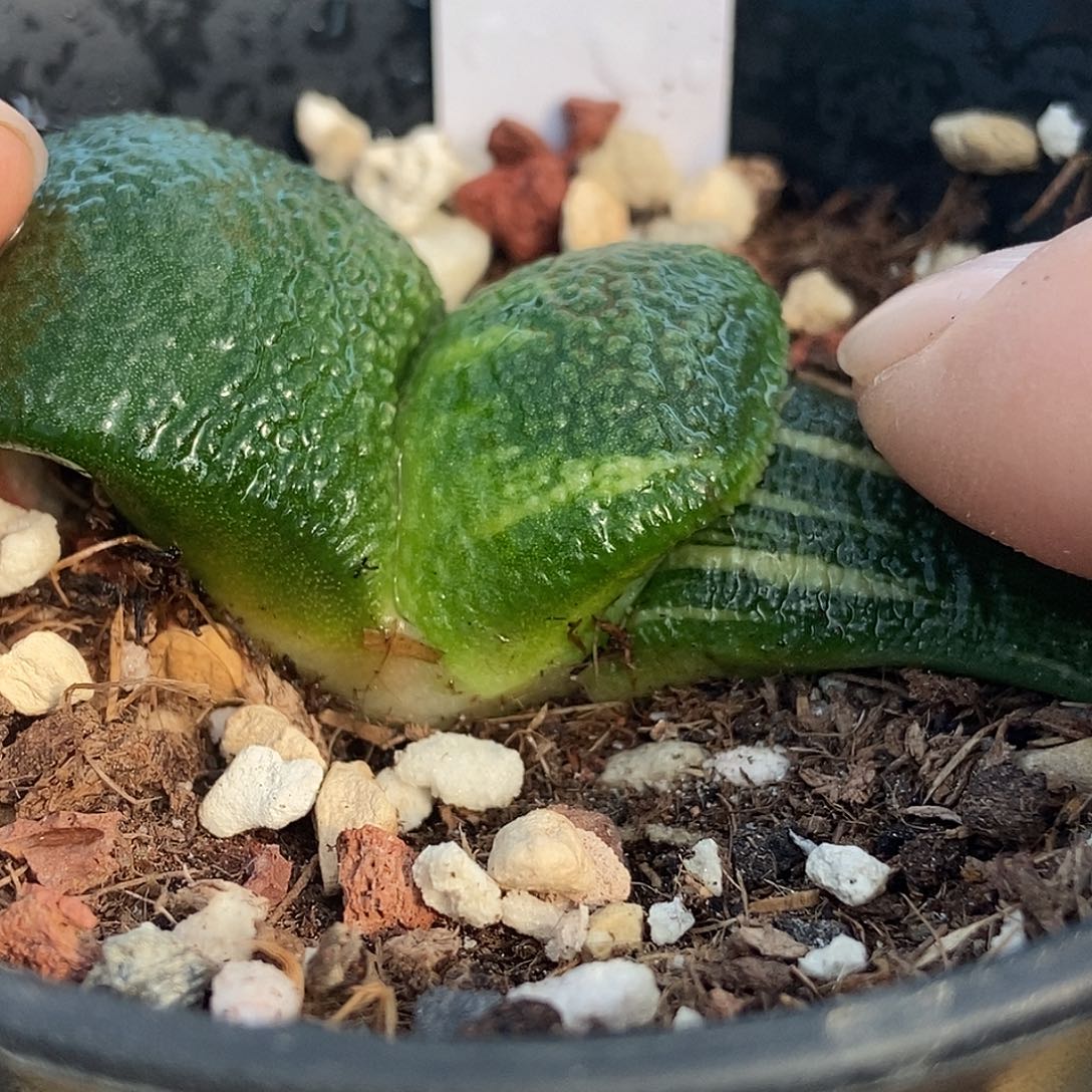 708卧牛锦实生选拔大白釉军配小坦克带盆发货