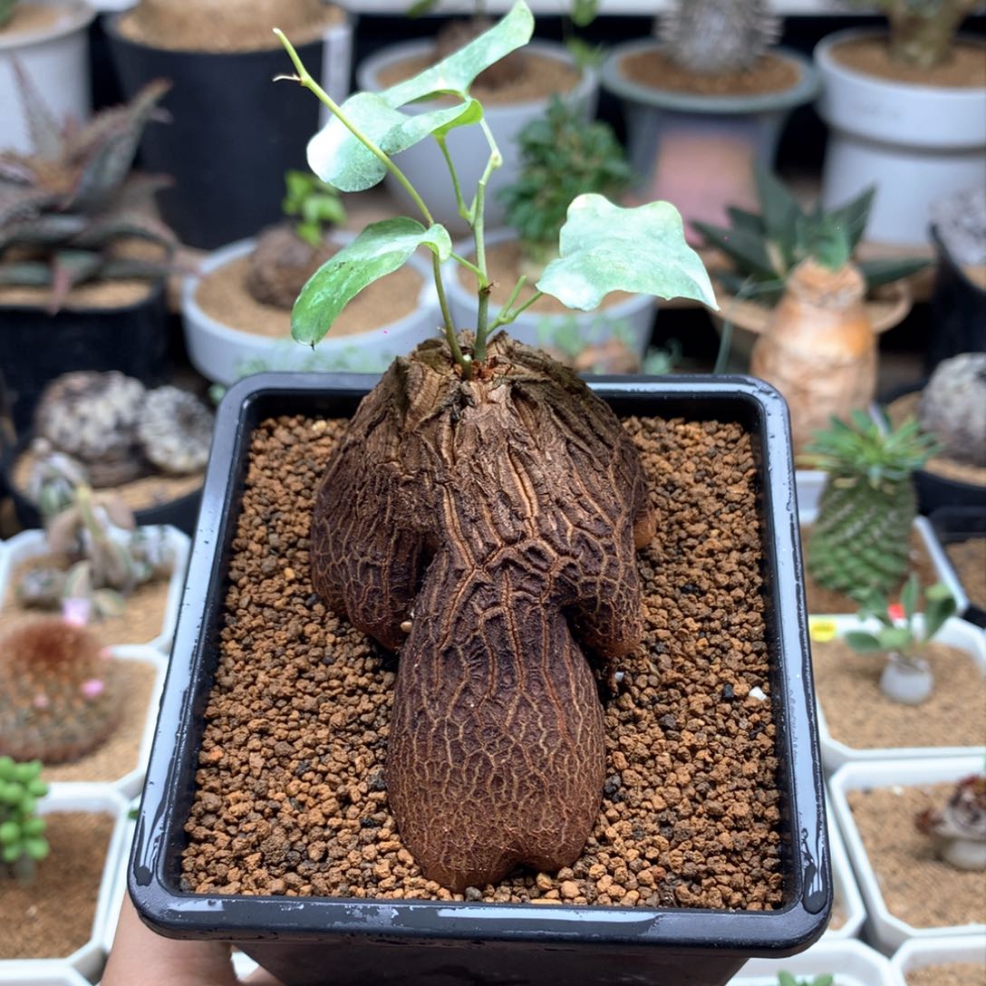 象足龟甲龙带盆发货