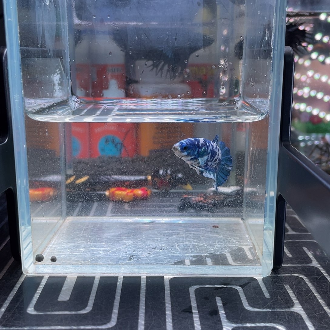 斗鱼7号126早青花