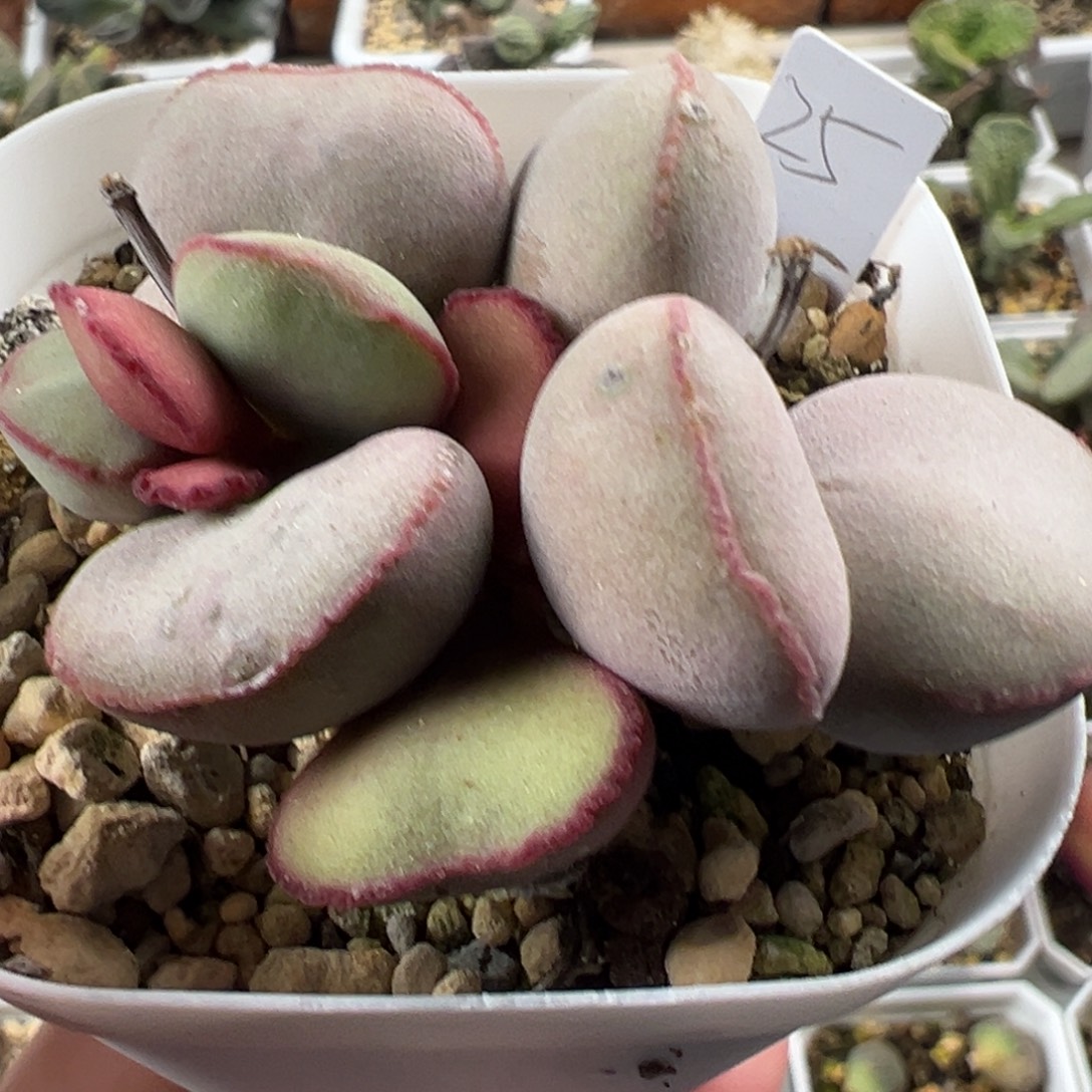 白肌红蛋老桩多肉植物水泡多肉植物