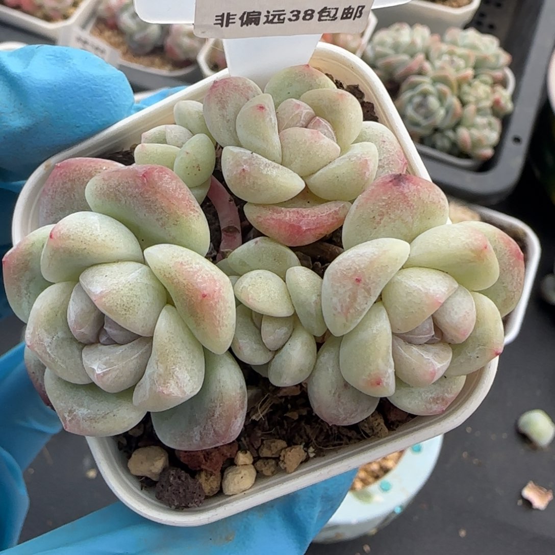 106东篱下多肉植物盆栽