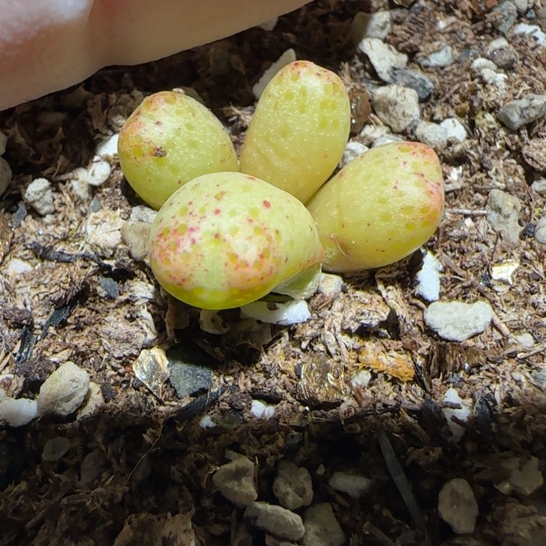 肉锥多肉植物百科1-草莓斑马有疤1393