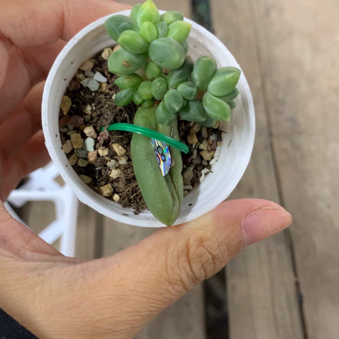 千代田锦 千代田，