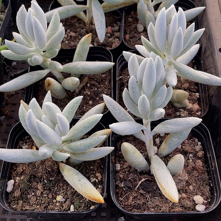 银月3.8带盆土发发货