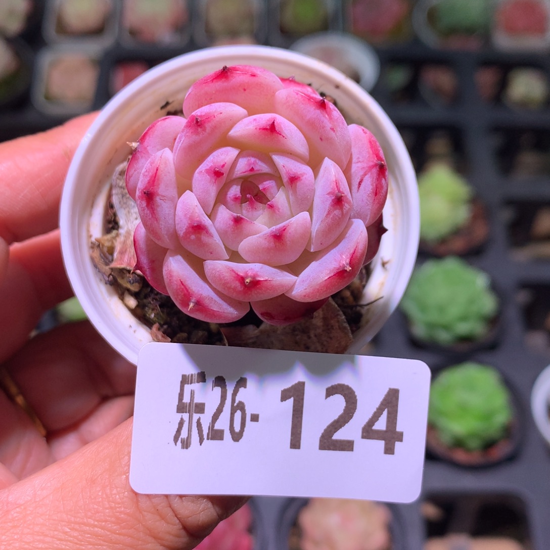 乐然26-124 薄荷冰沙 