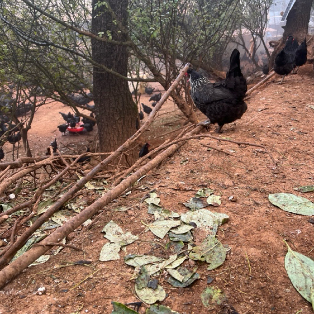 云南深山新鲜宰杀发货真土鸡黑凤土老母鸡一年半炖汤好货
