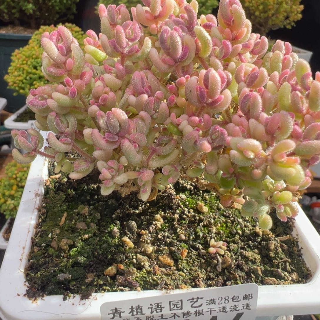 D7446红宝石锦一物一拍
