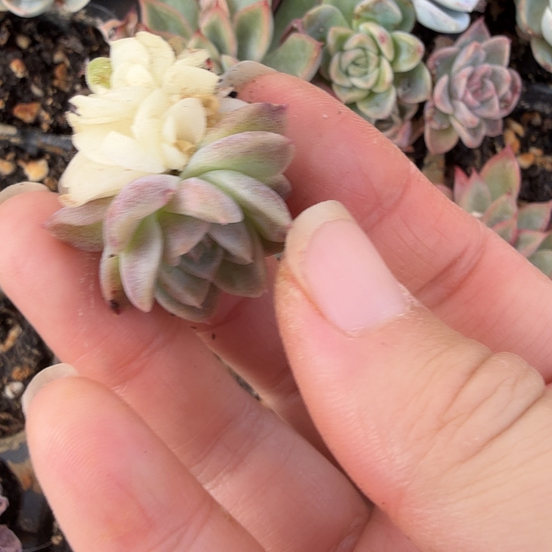 柠***肉麦秆锦阴阳，多肉植物