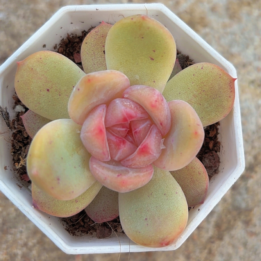 多肉安妮（满12.9包邮）