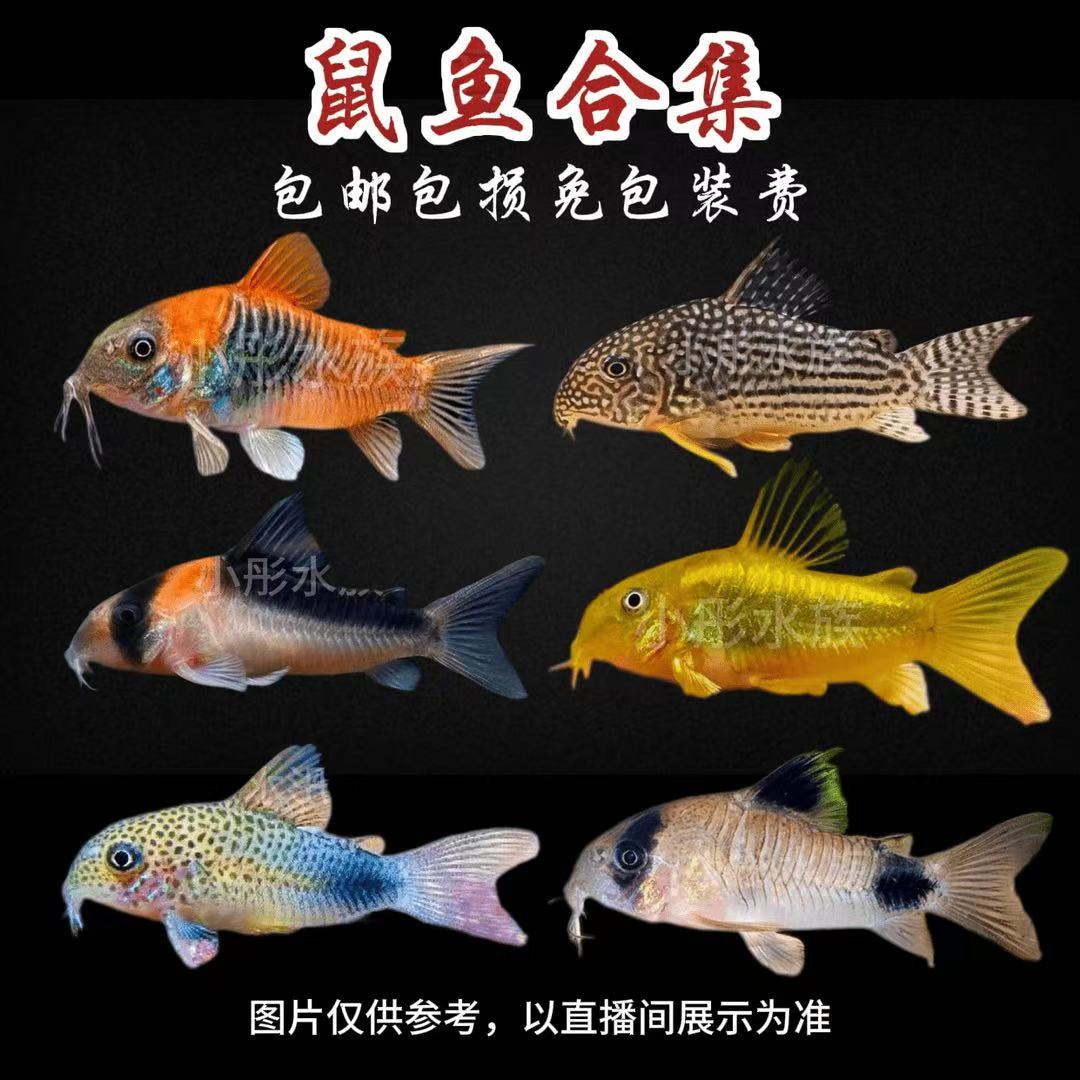 黑金红头金线金茉莉豹超级红帆鼠鱼南美观赏鱼鼠鱼热带鱼