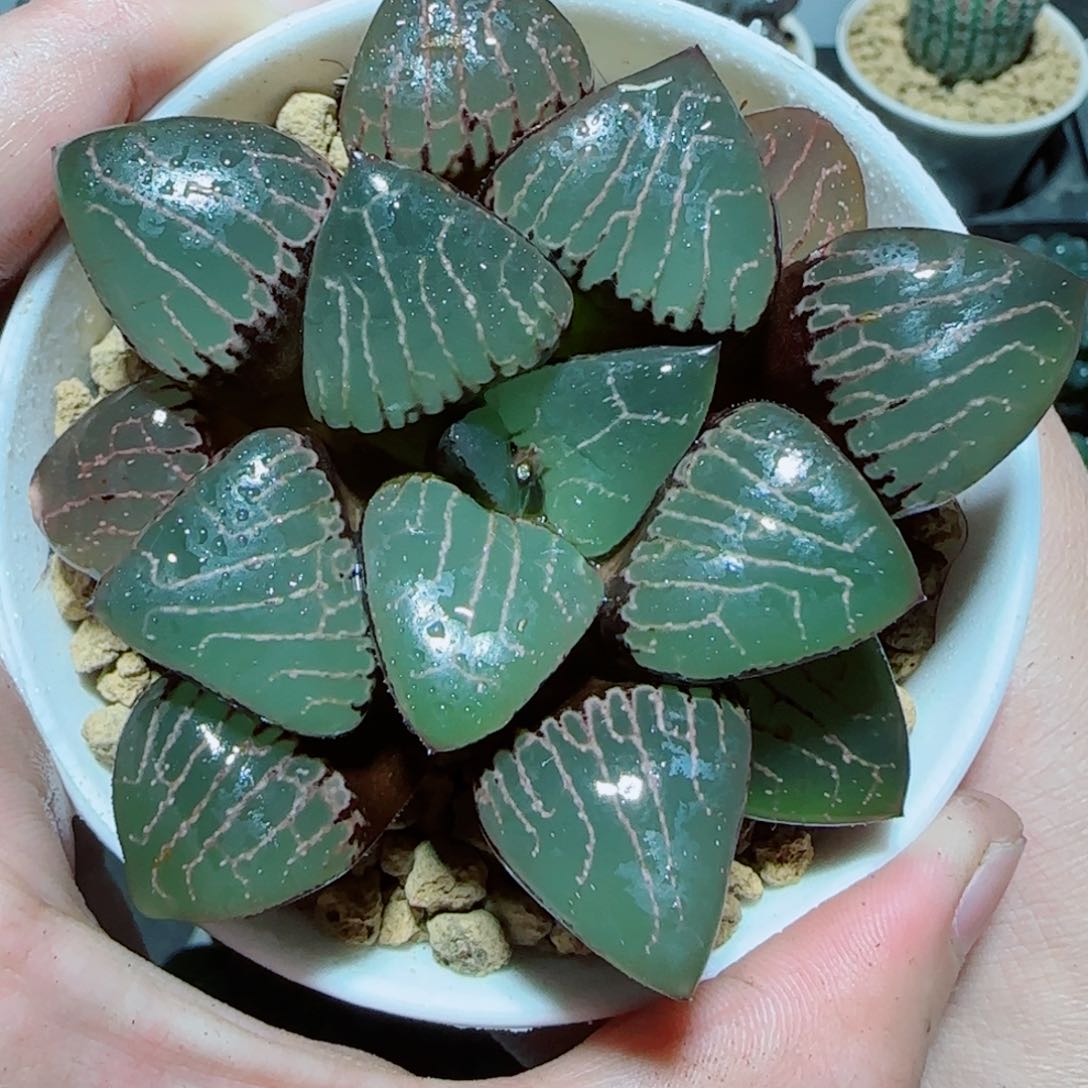 爱神克玉露多肉植物