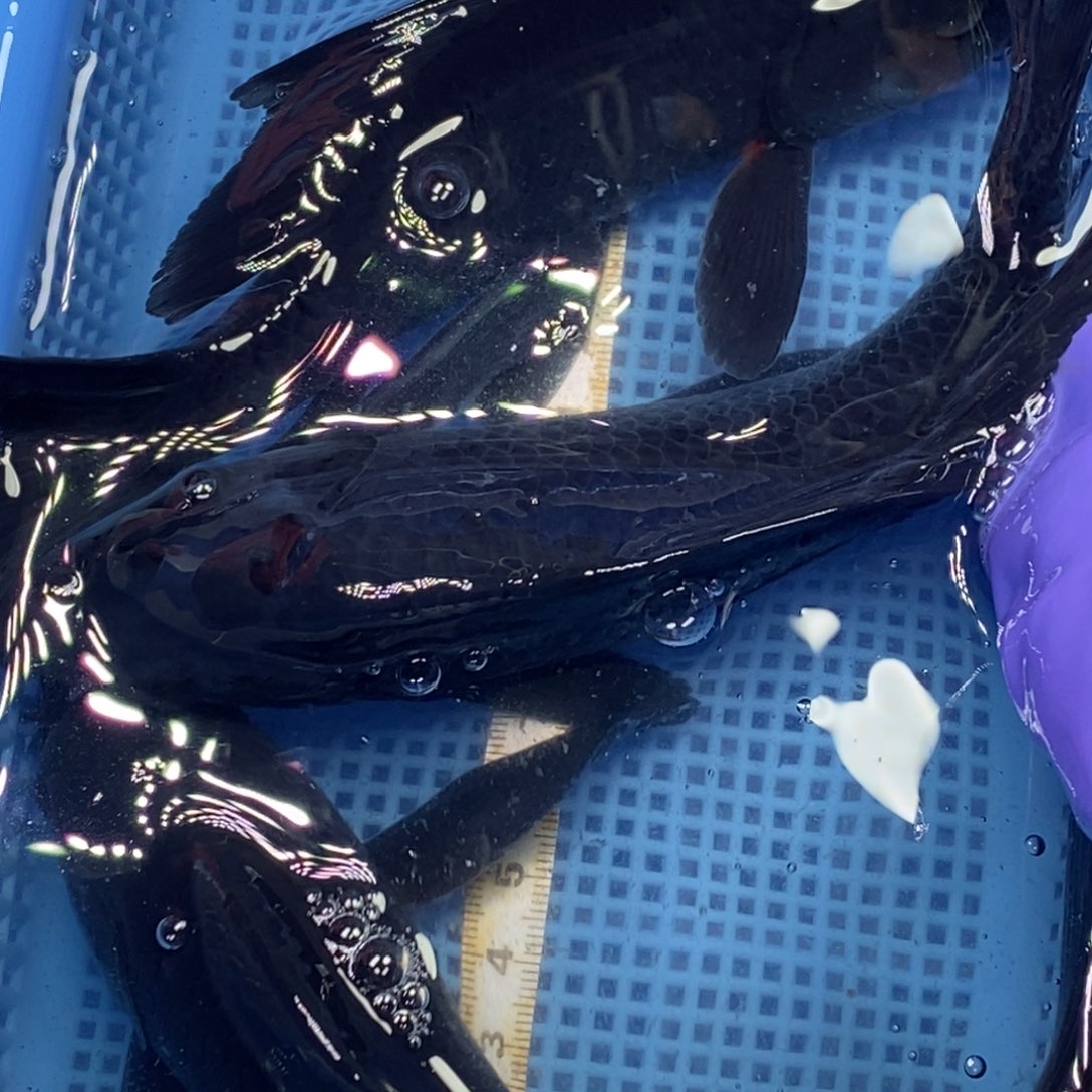 锦鲤冷水锦鲤包邮