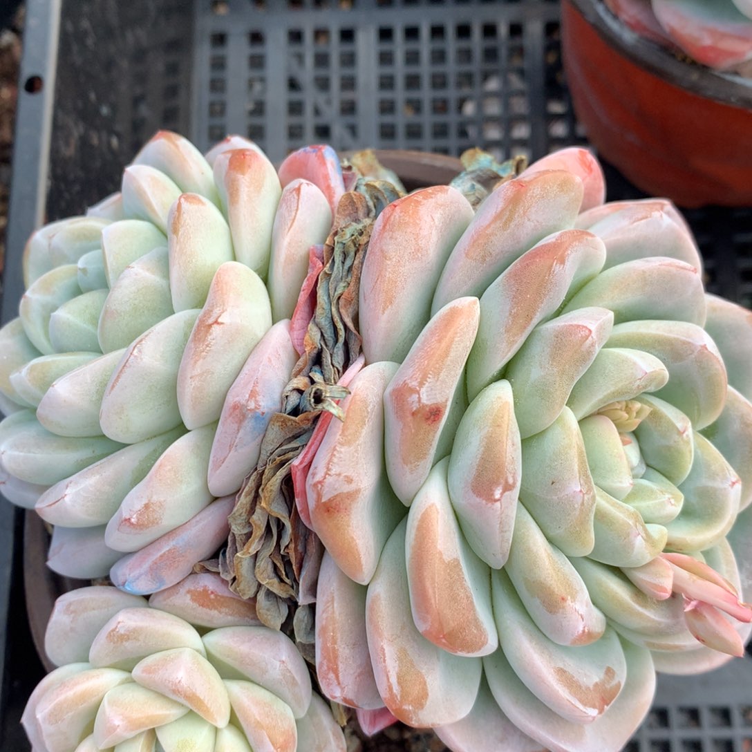 0215-115 老桩冰玉