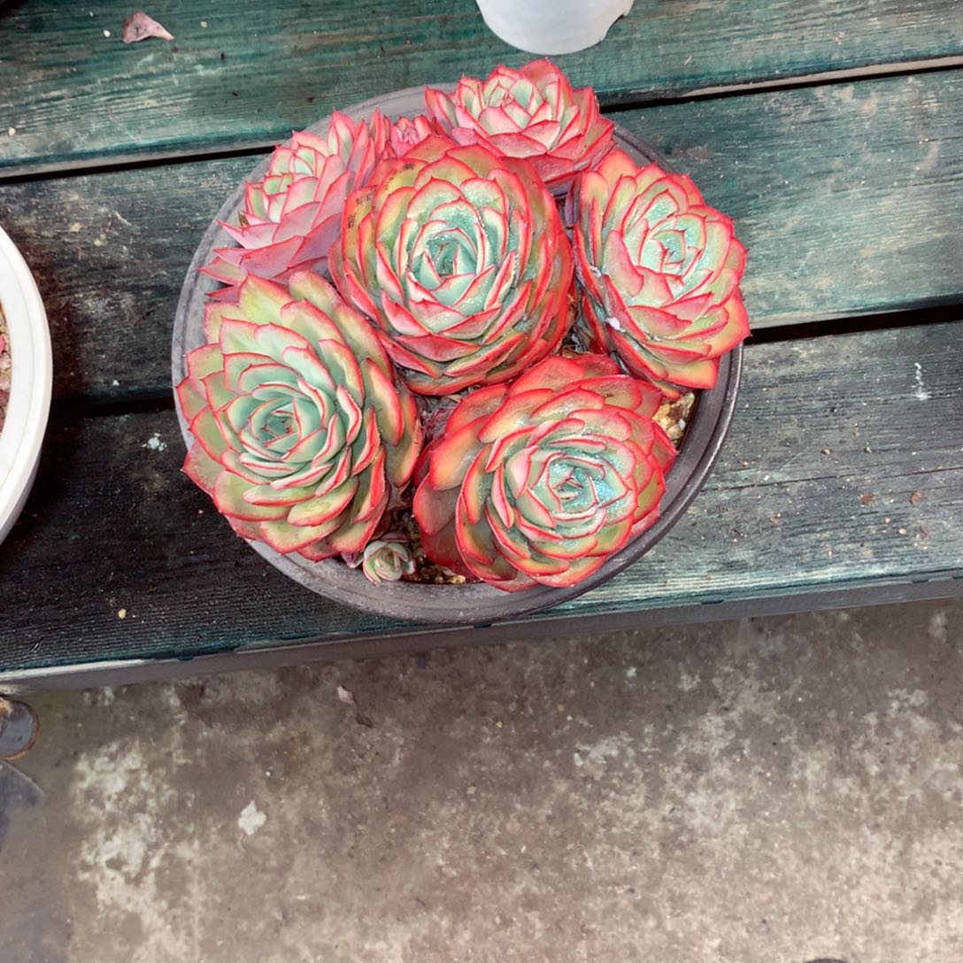 一***然一物一拍一物一拍